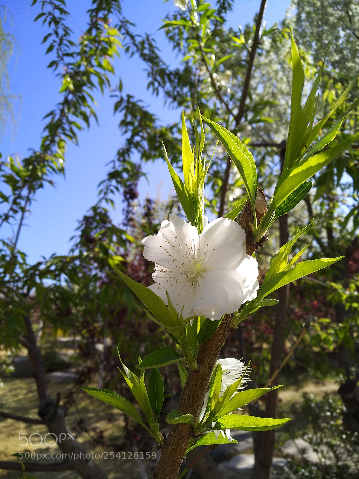 Xiaomi MI MAX 2 sample photo. Untitled photography