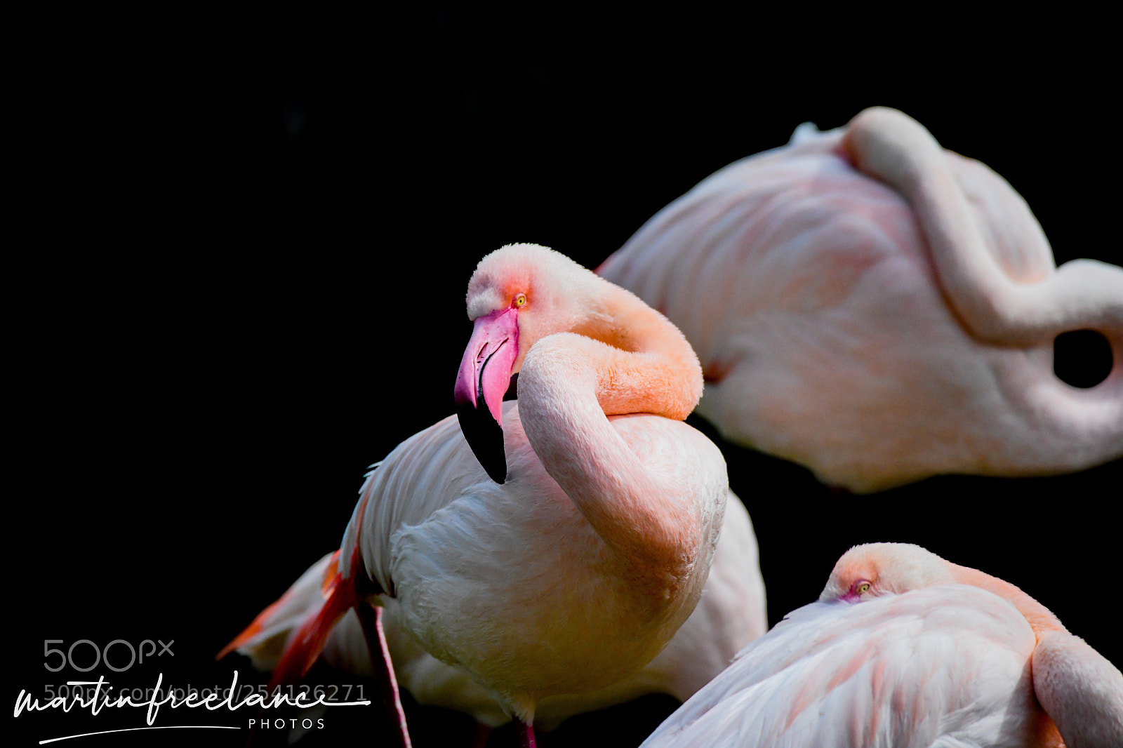 Nikon D850 sample photo. Untitled photography