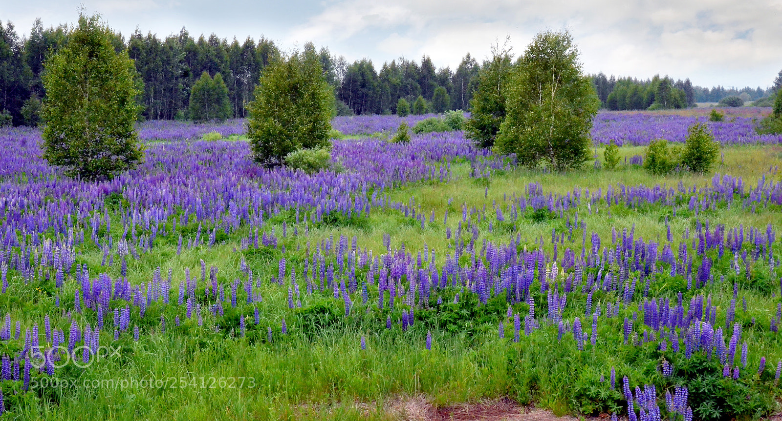 Nikon D7000 sample photo. Suzdal photography