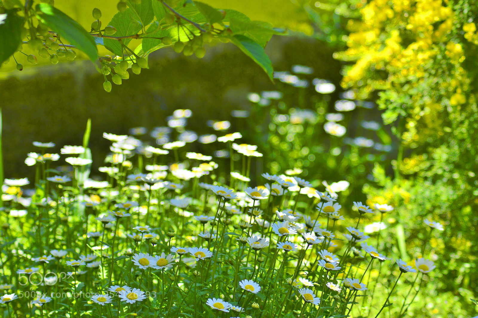 Nikon D3200 sample photo. Spring nature photography