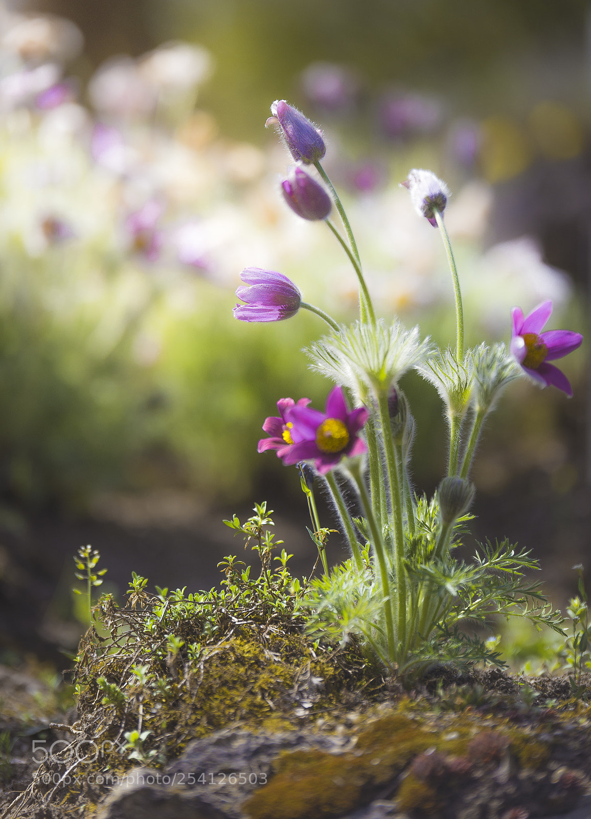 Nikon D610 sample photo. Unstoppable photography