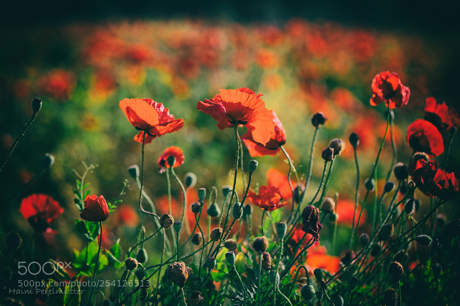 Canon EOS 5D Mark IV sample photo. Field photography