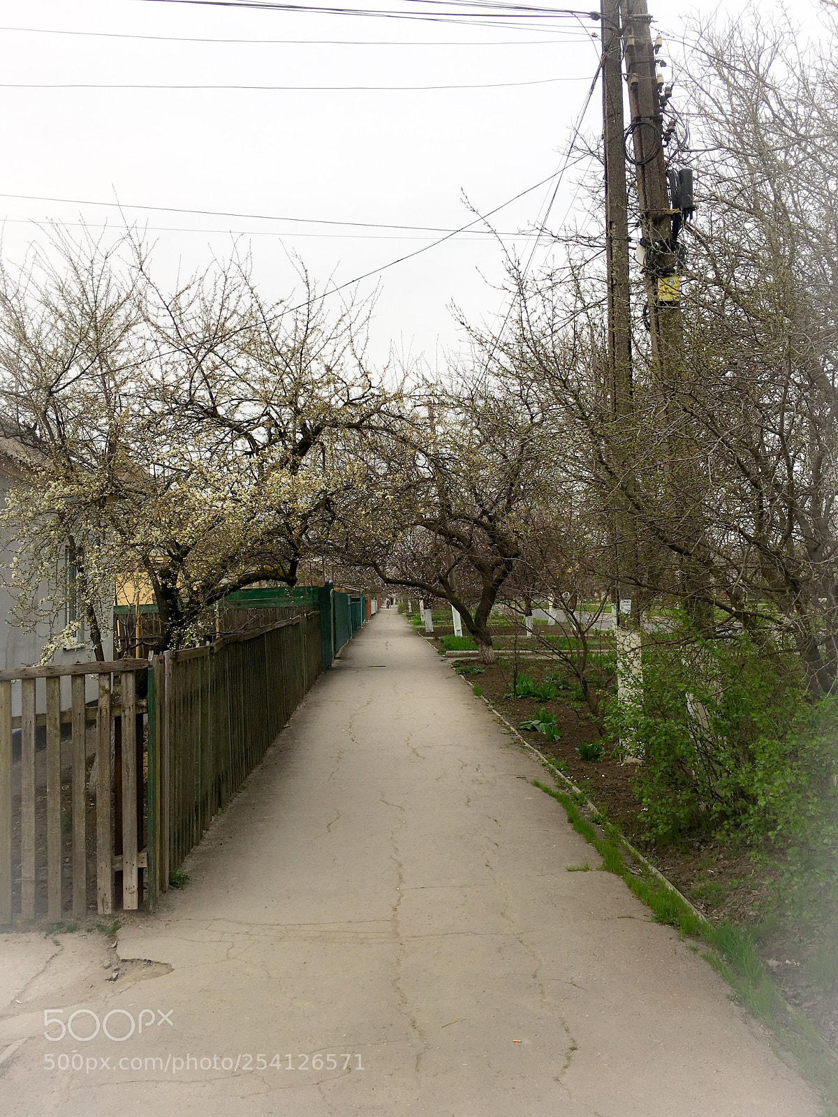 Apple iPhone 6s Plus sample photo. Spring photography