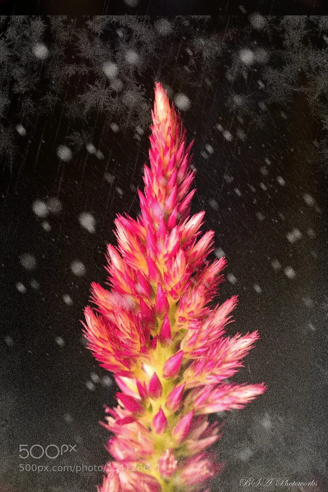 Fujifilm X-T1 sample photo. Red in snow photography