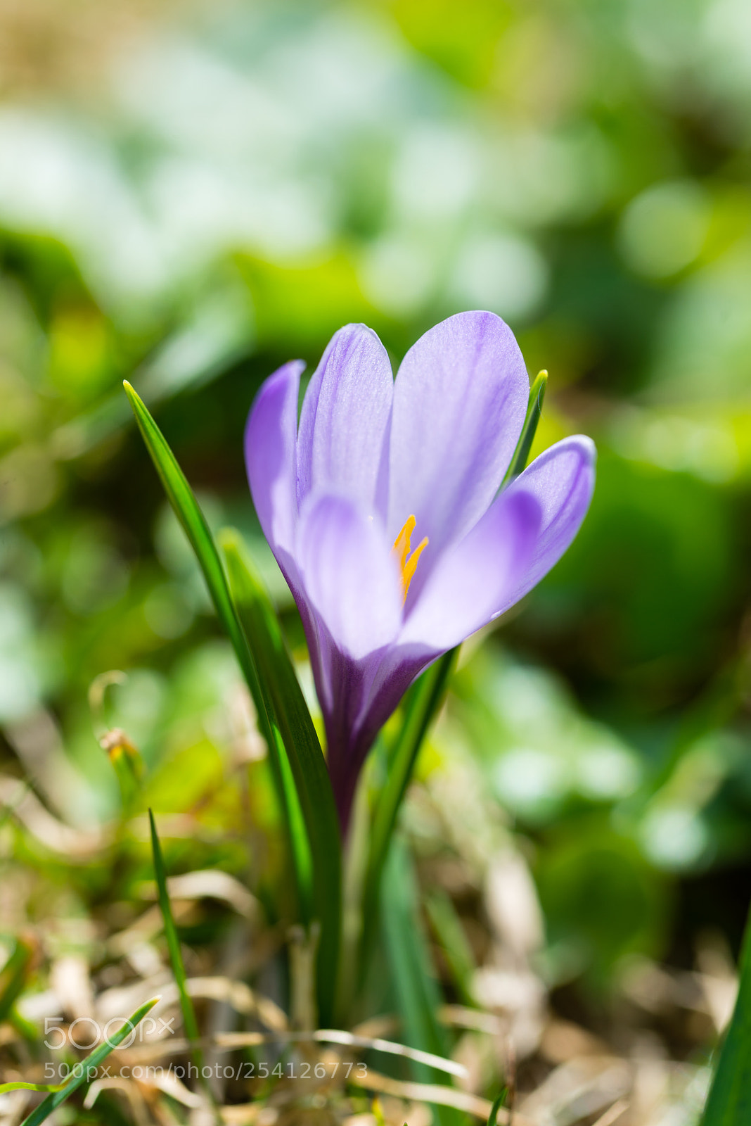 Nikon D610 sample photo. Crocus printanier (crocus vernus) photography