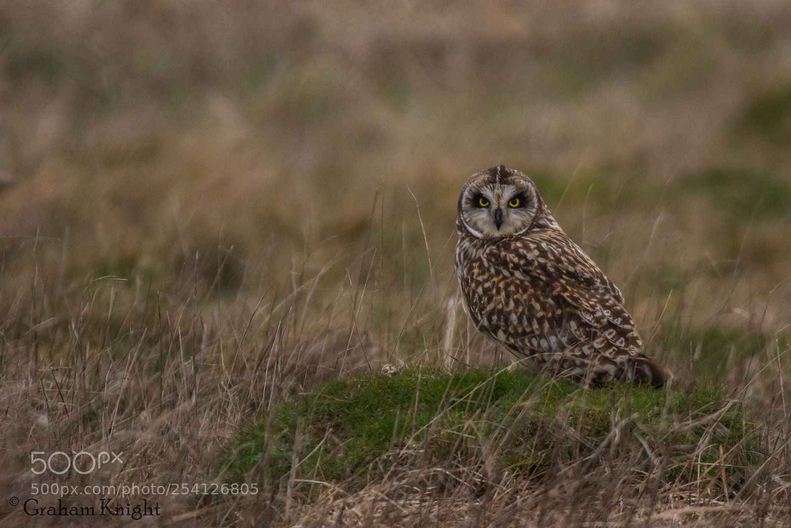 Nikon D7100 sample photo. Short eared owl on photography