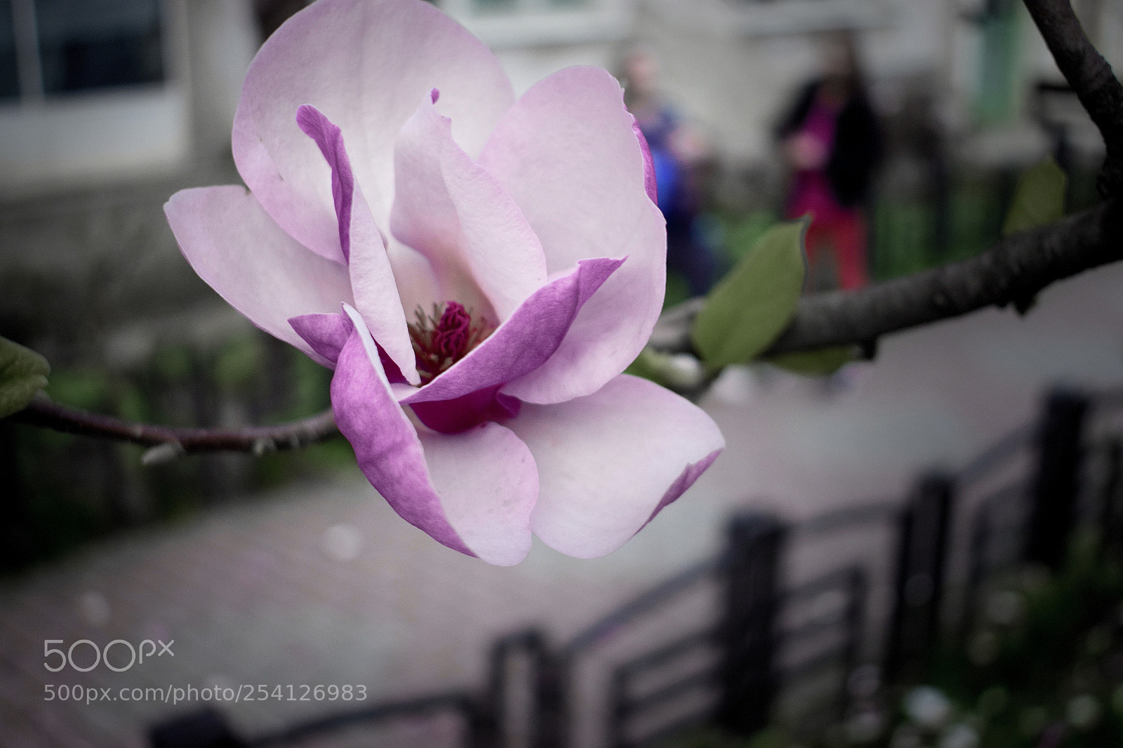 Nikon D5300 sample photo. Untitled photography