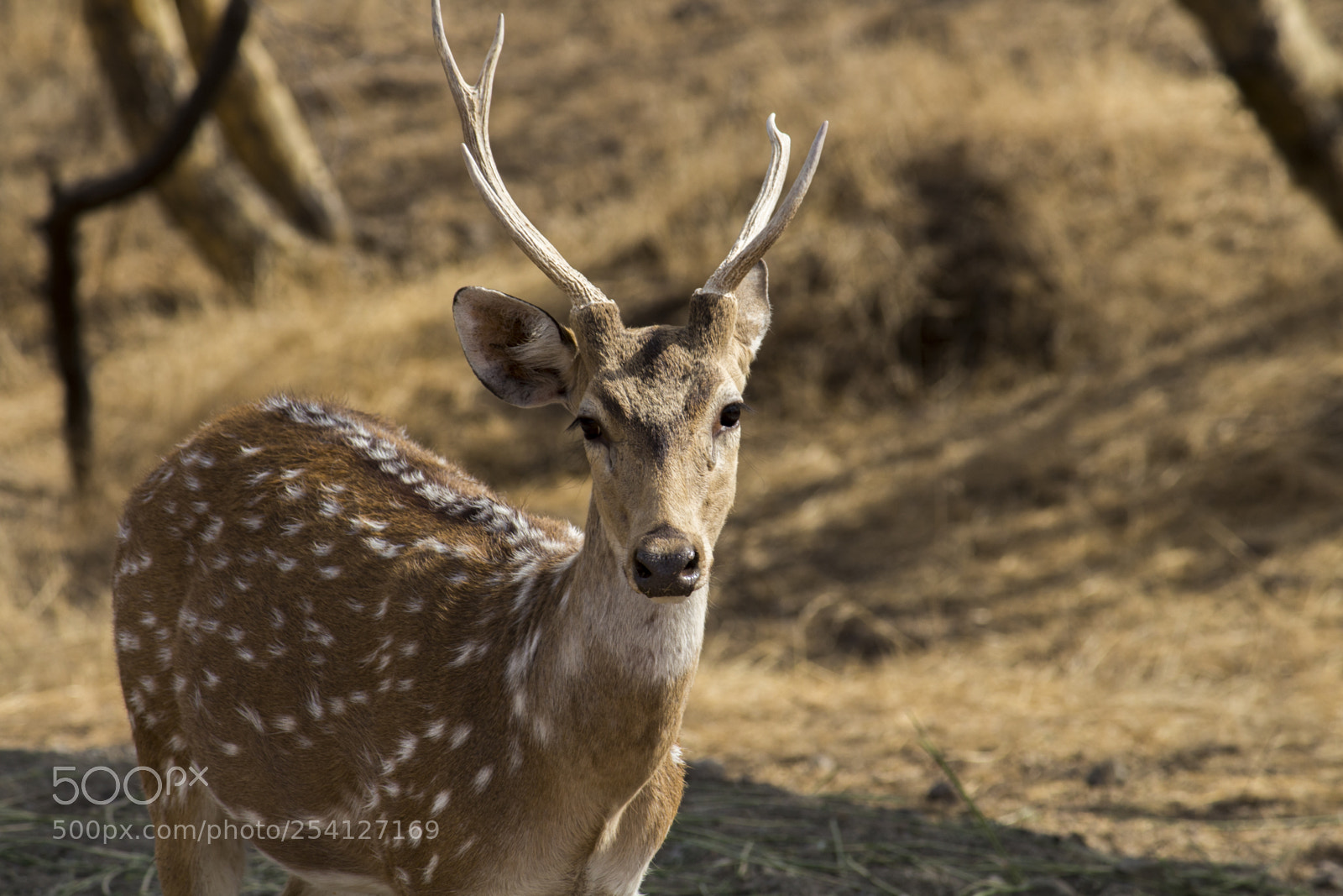 Canon EOS 700D (EOS Rebel T5i / EOS Kiss X7i) sample photo. Spotted deer photography