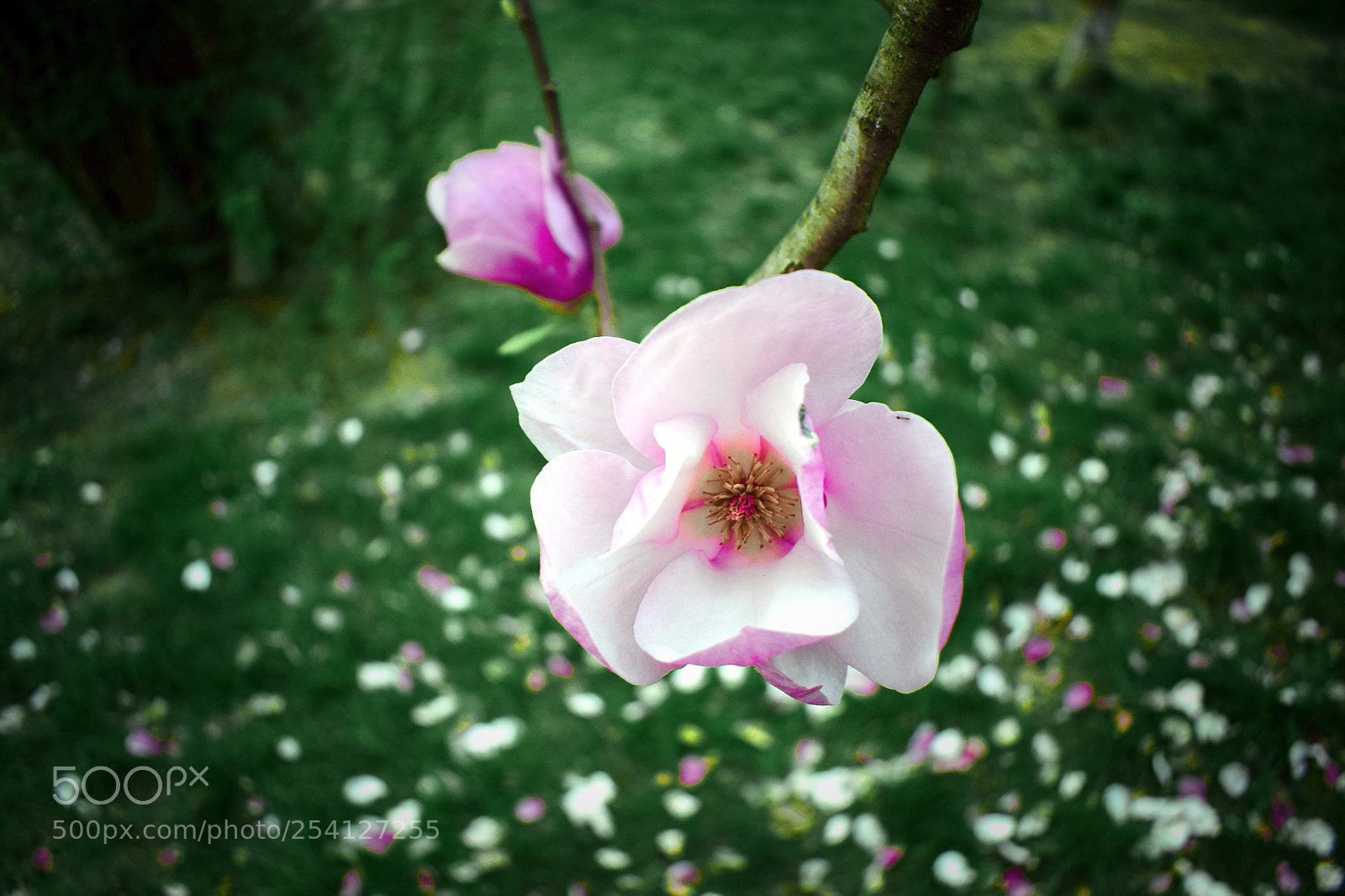 Nikon D5300 sample photo. Untitled photography