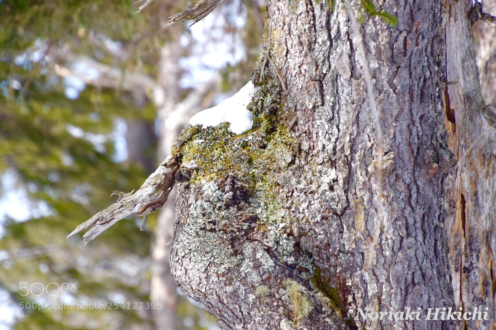 Nikon D5300 sample photo. Awakening moss? photography