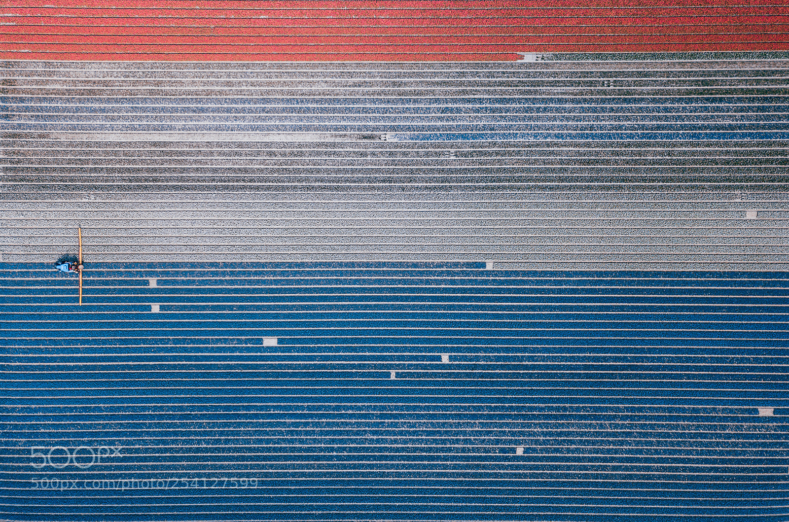 DJI FC220 sample photo. Dutch tulip field photography