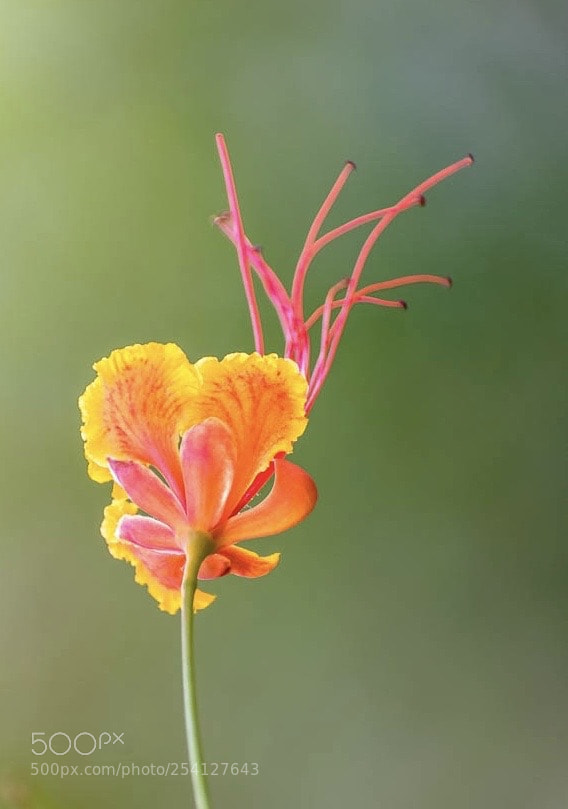 Nikon D5300 sample photo. Pride of barbados photography