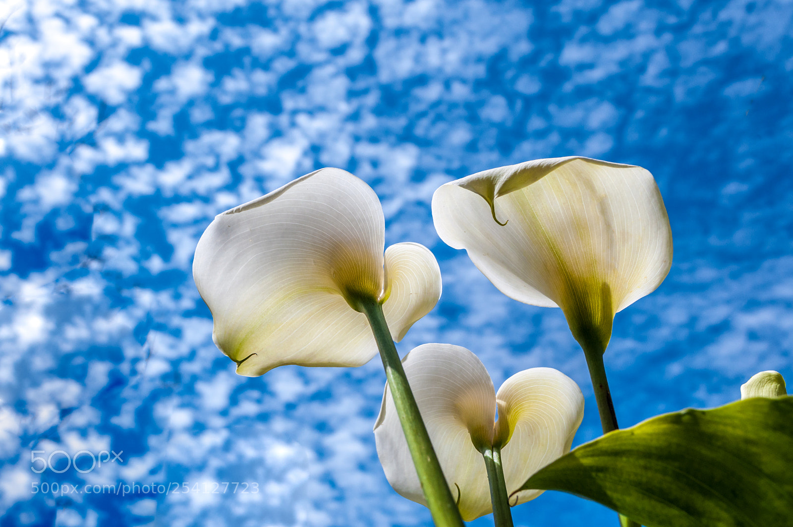 Nikon D90 sample photo. White calla lilies seen photography