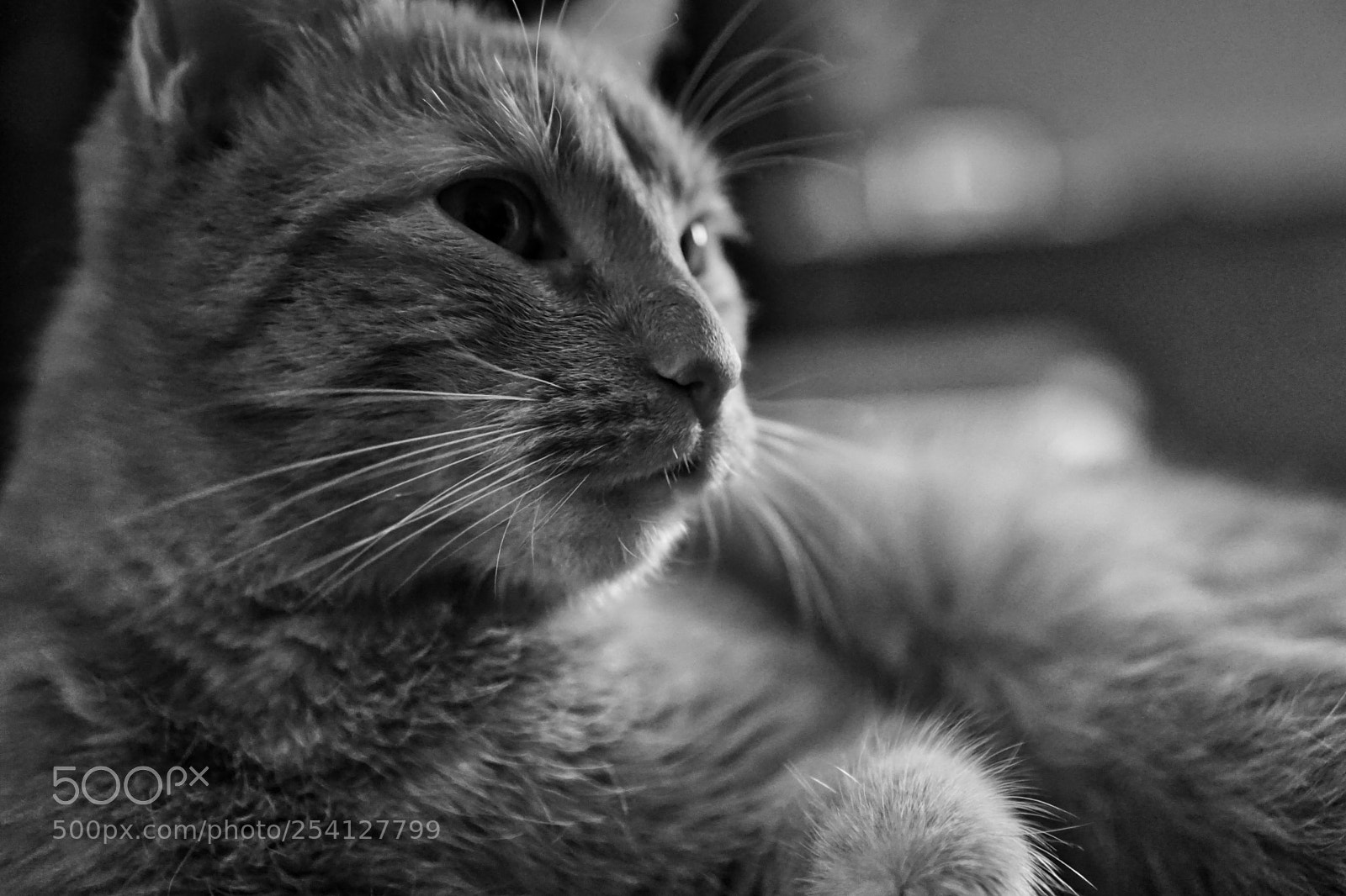 Sony a6000 sample photo. Tomasz photography