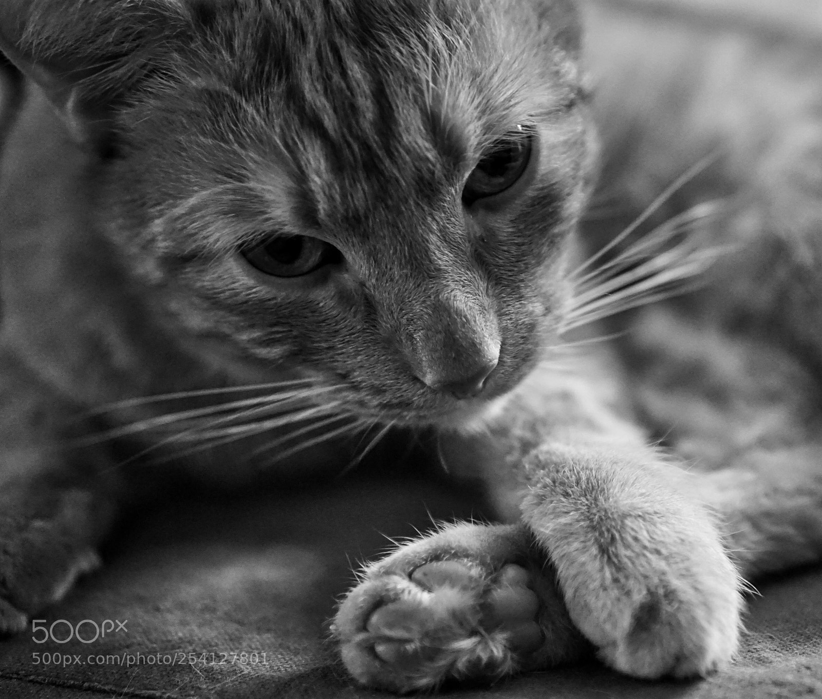Sony a6000 sample photo. Tomasz photography