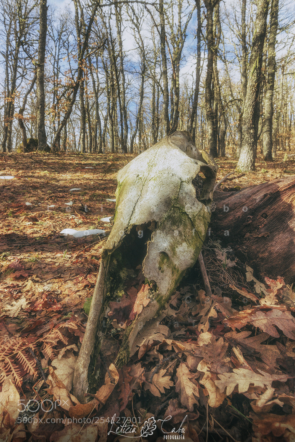 Canon EOS 600D (Rebel EOS T3i / EOS Kiss X5) sample photo. Los bosques de esus photography