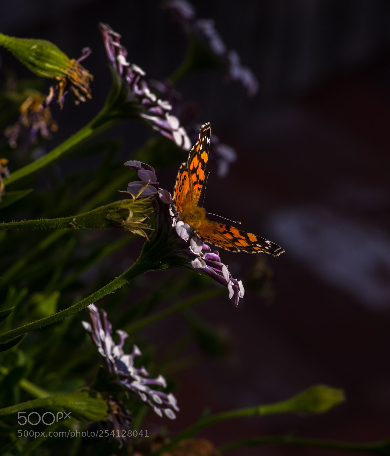 Pentax K-1 sample photo. Monarch photography