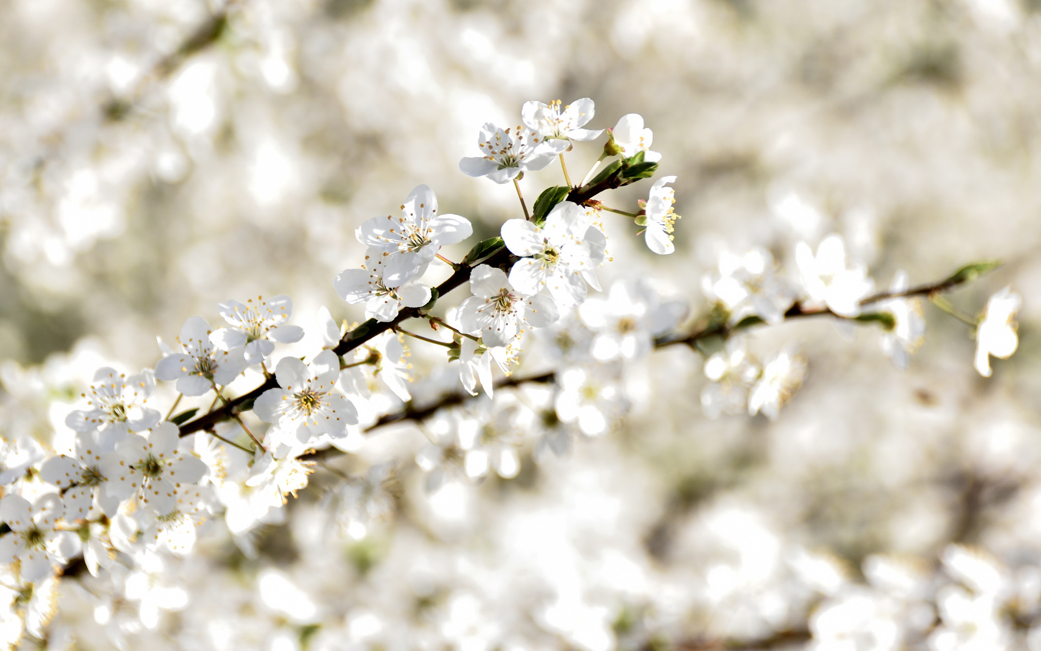 Sigma 18-250mm F3.5-6.3 DC Macro OS HSM sample photo. White and soft photography