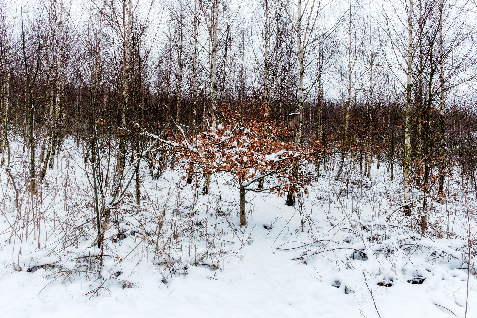 Fujifilm X-T2 sample photo. Snow and tree photography