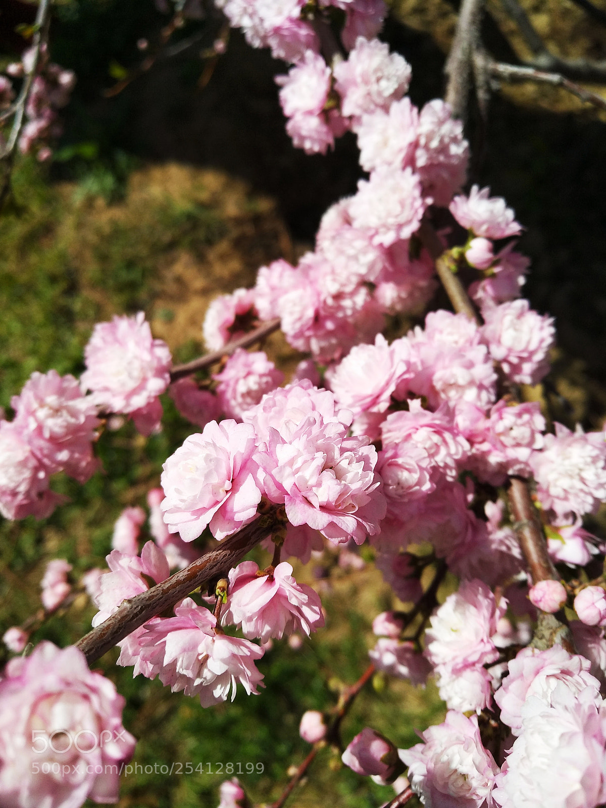 Xiaomi MI MAX 2 sample photo. Untitled photography