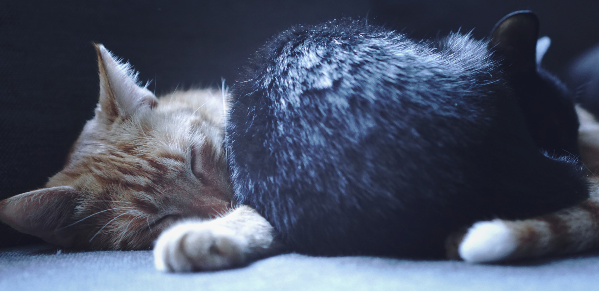 Sony E 35mm F1.8 OSS sample photo. Tomasz i typek photography