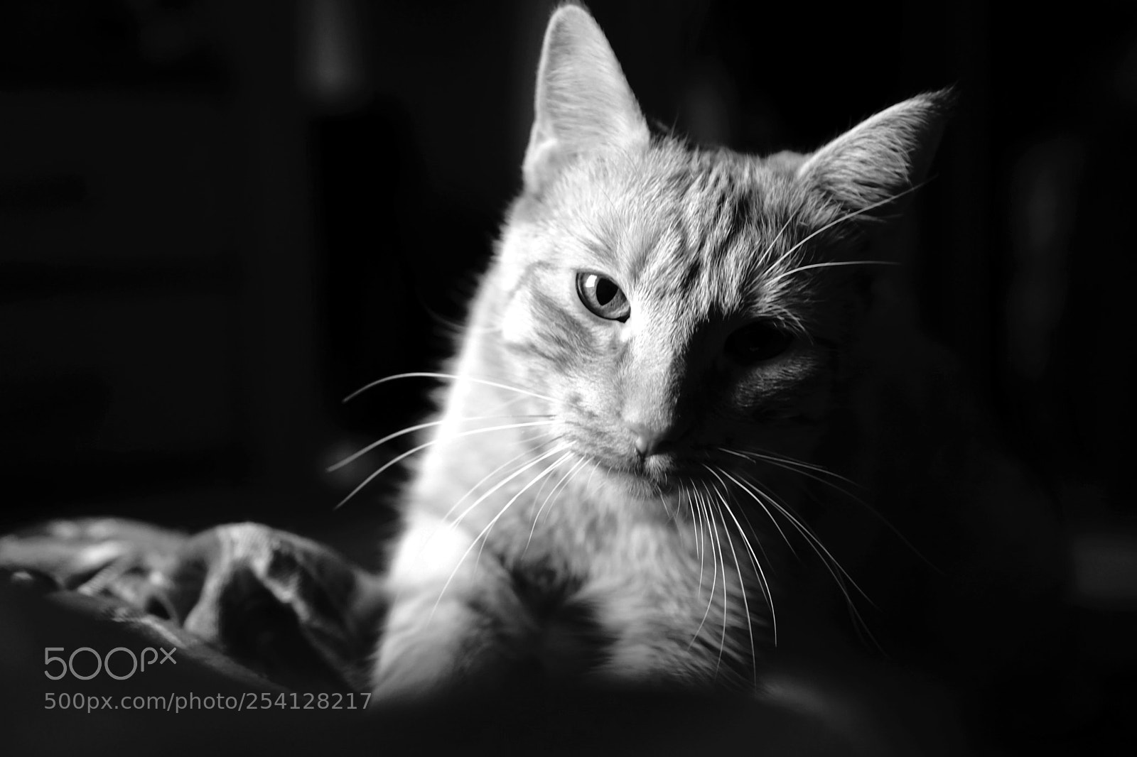 Sony a6000 sample photo. Tomasz photography