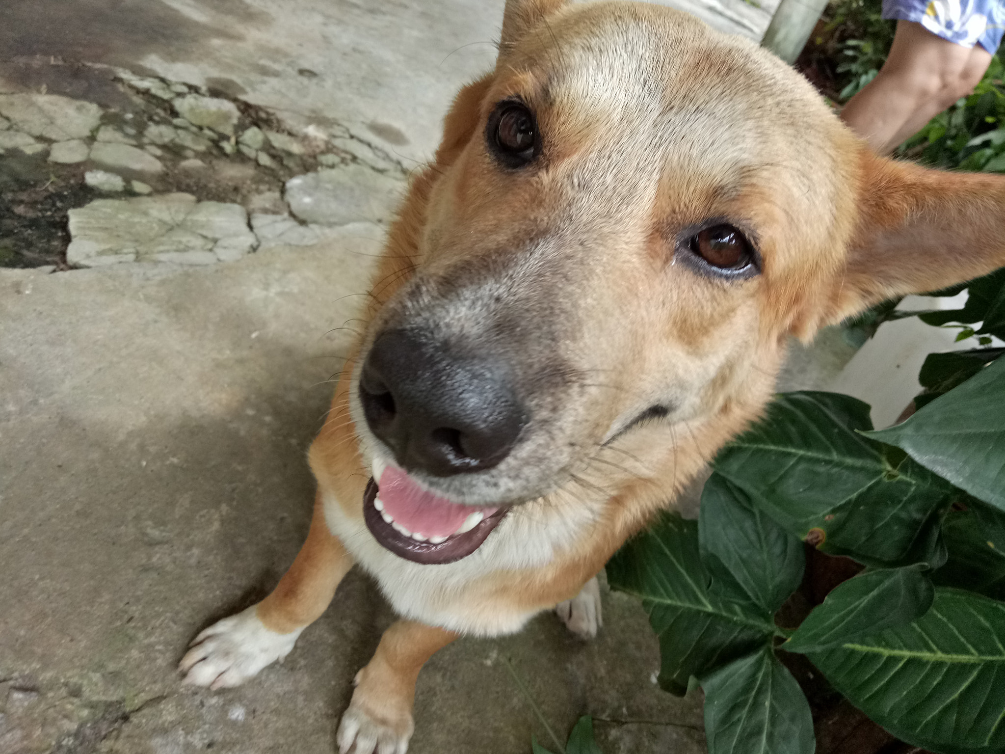 OPPO A1601 sample photo