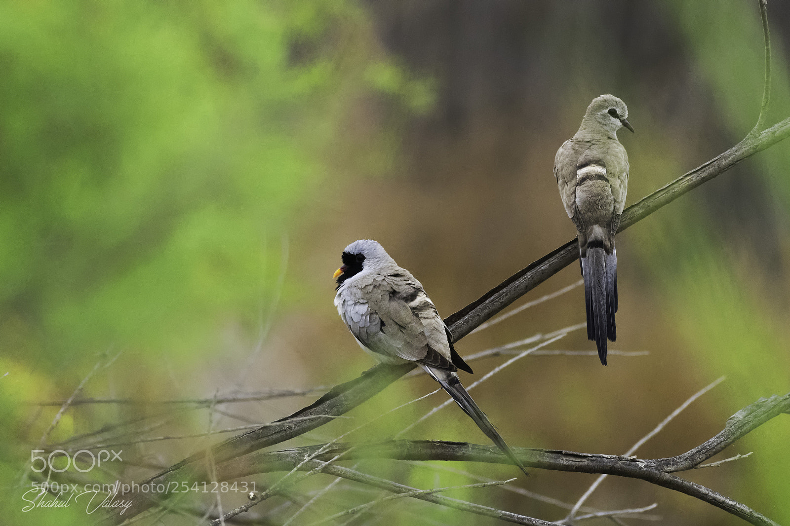 Nikon D500 sample photo. Namaqua dove photography