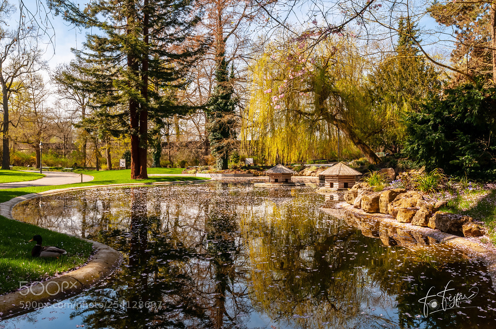 Nikon D300 sample photo. Spring at wuerzburg s photography