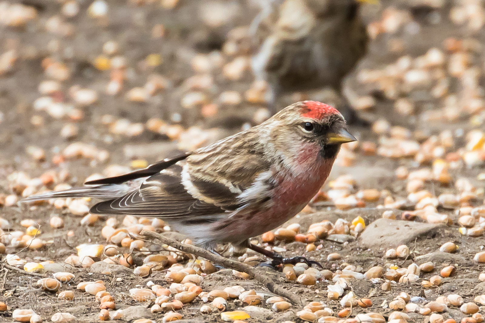 Canon EOS 7D Mark II sample photo. Feeding redpoll photography