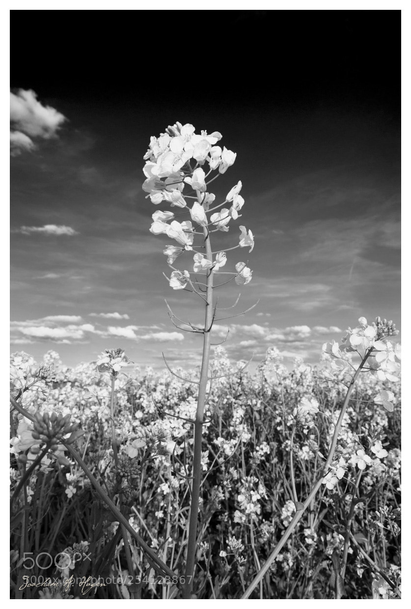 Nikon D90 sample photo. Rapeseed photography