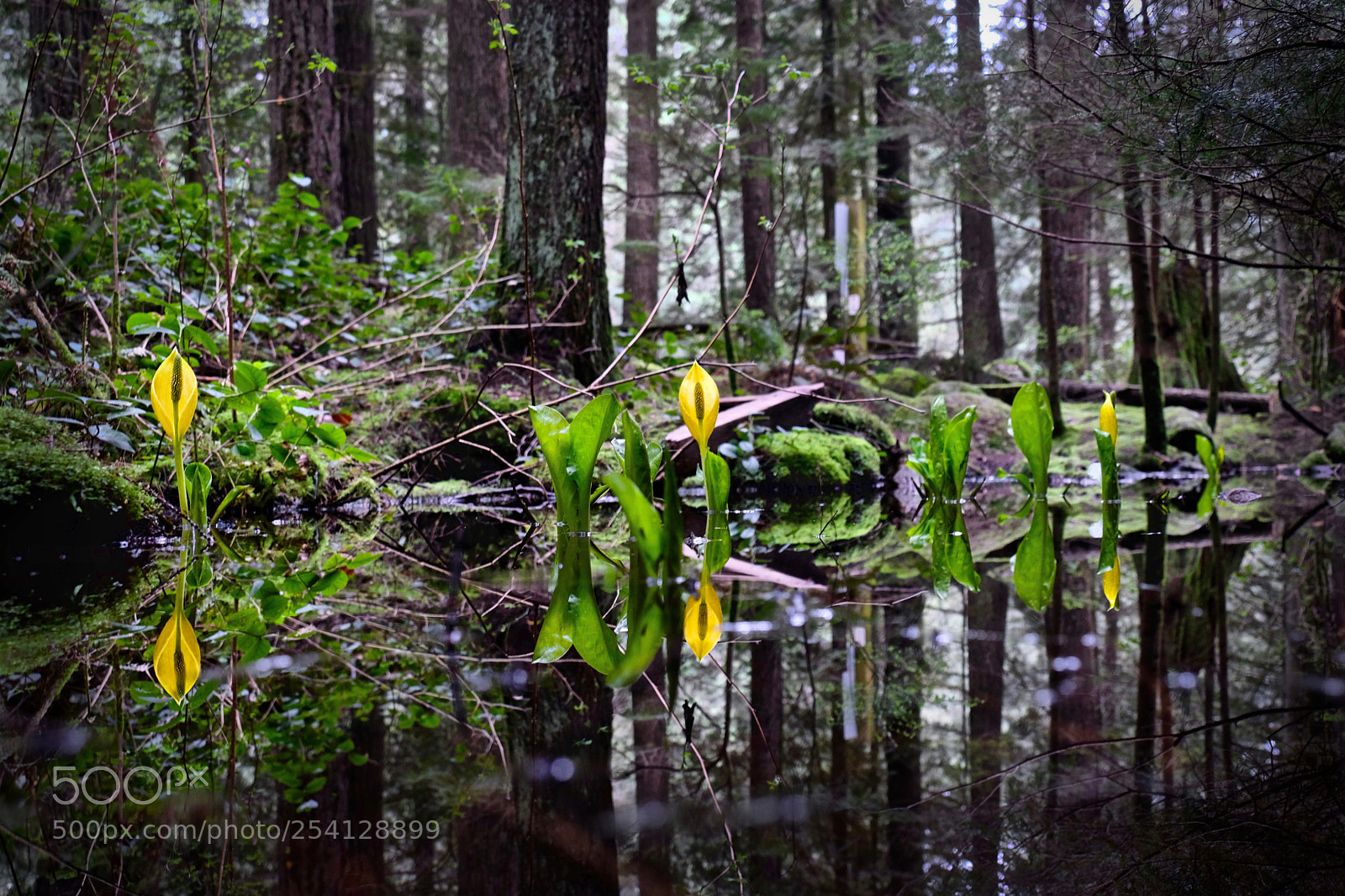 Fujifilm X-T2 sample photo. Swamp lanterns photography