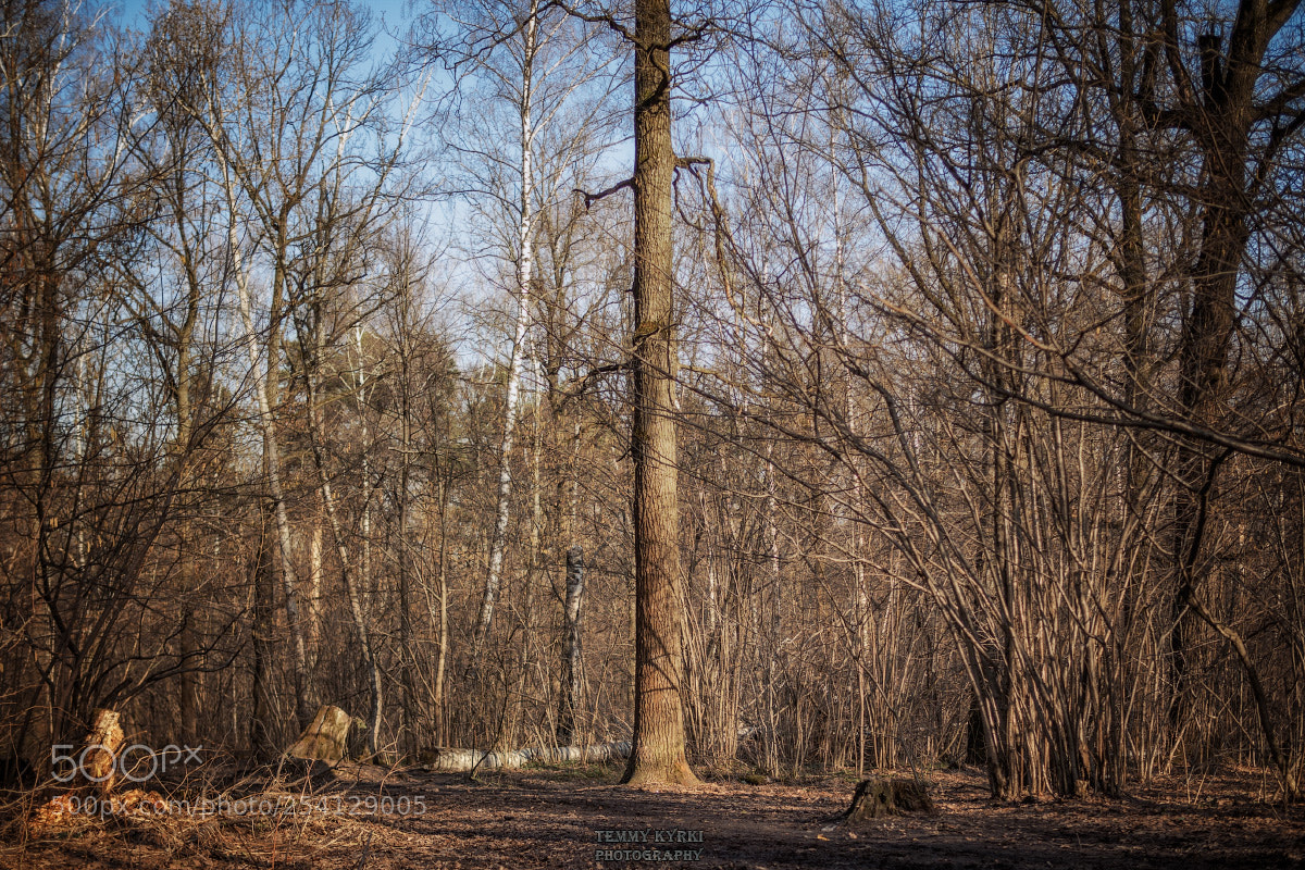 Olympus OM-D E-M1 sample photo. Forest photography