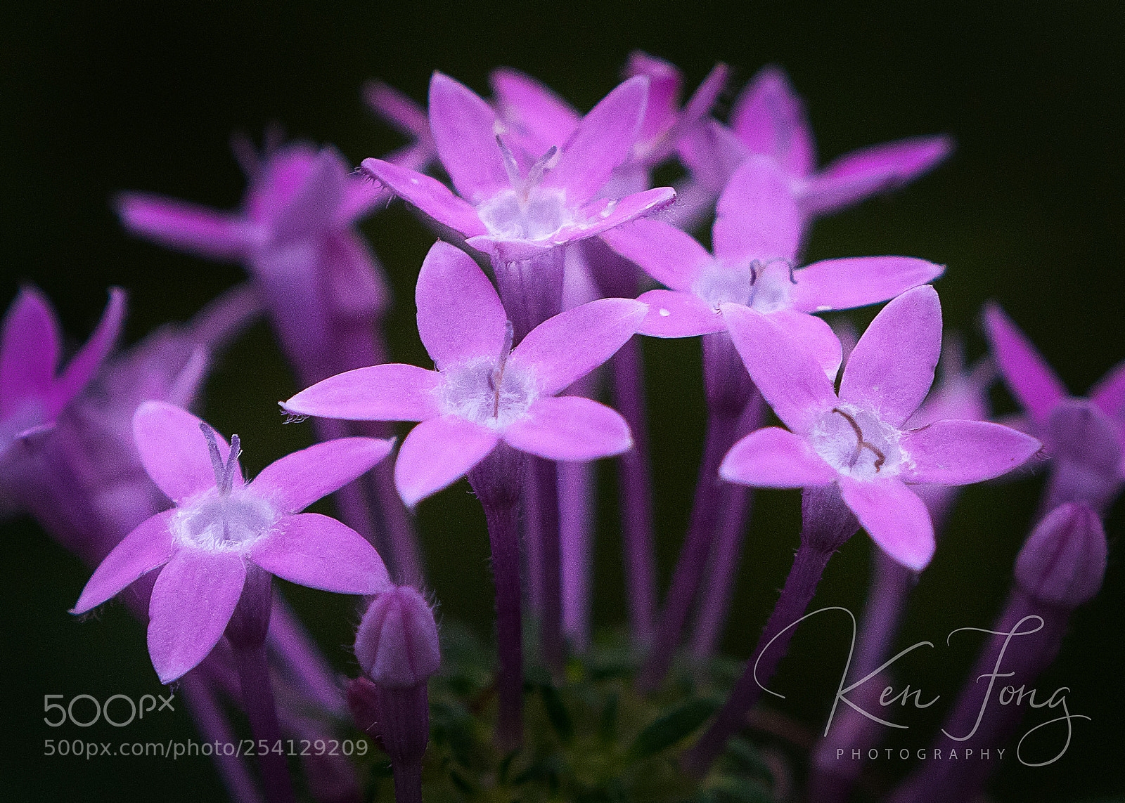 Sony a7R III sample photo. Pentas photography