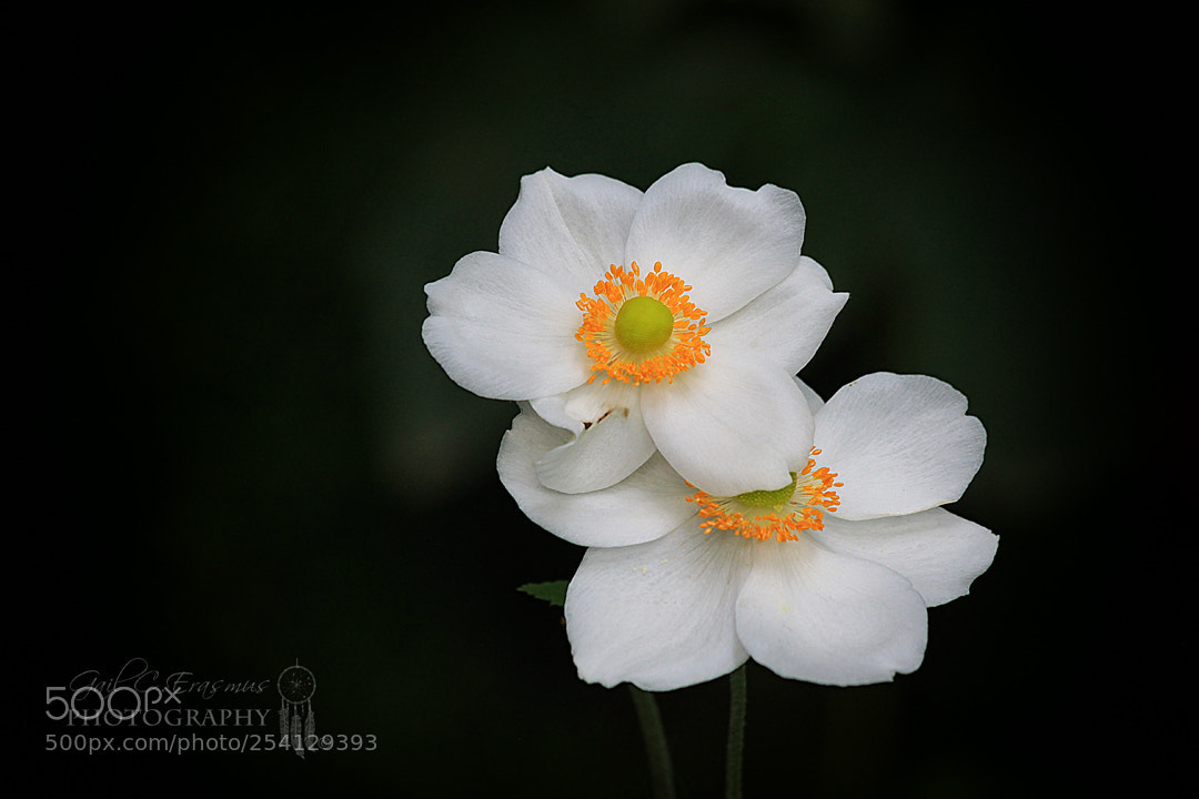 Canon EOS 500D (EOS Rebel T1i / EOS Kiss X3) sample photo. White flowers photography