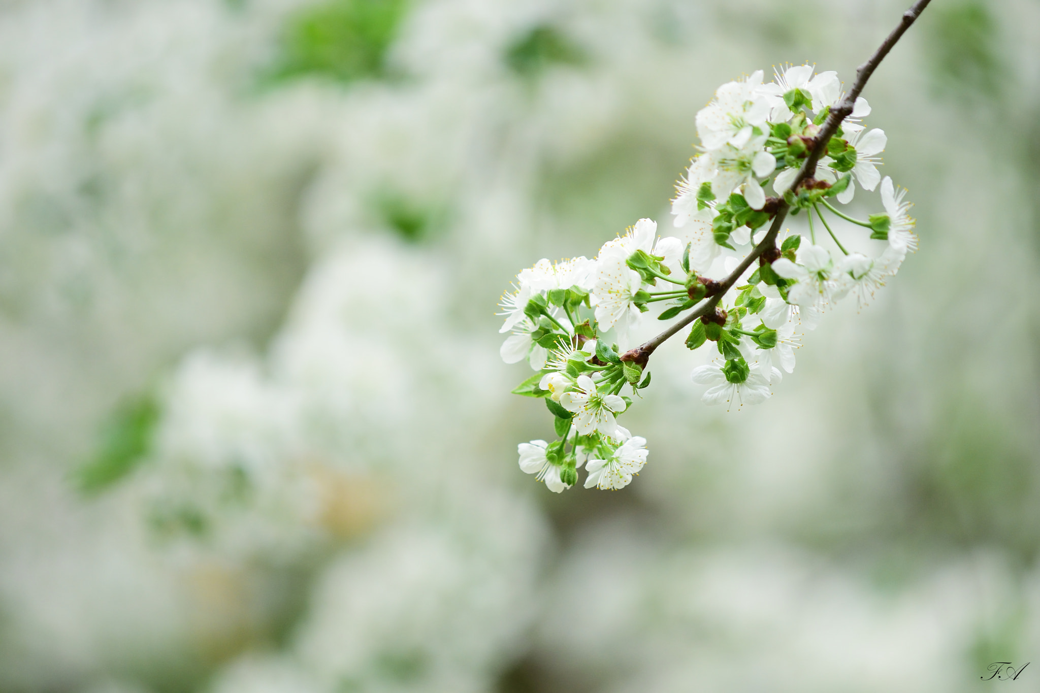 Nikon D3300 sample photo