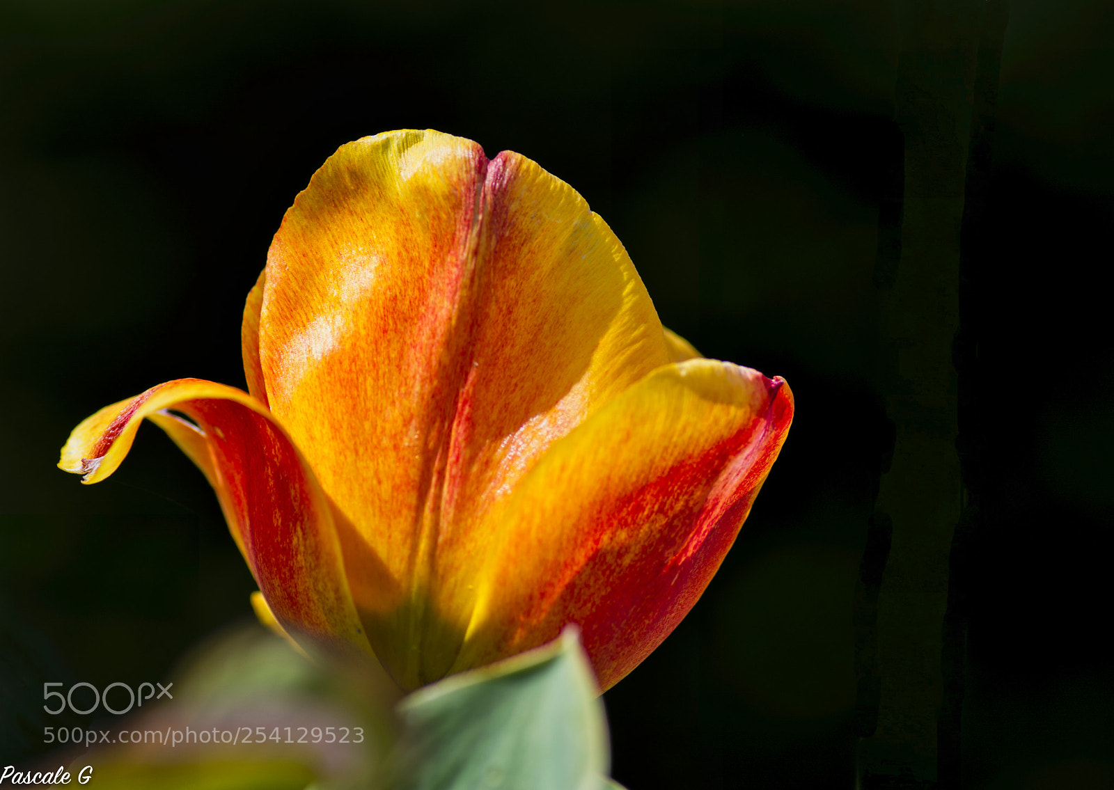 Nikon D7100 sample photo. Tulip again ! photography
