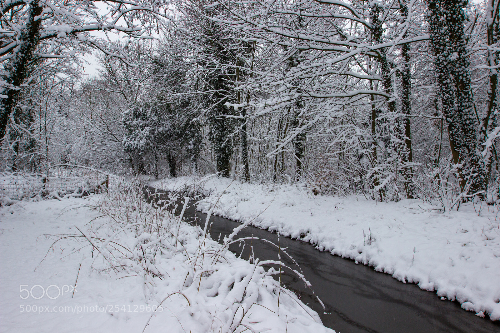 Canon EOS 600D (Rebel EOS T3i / EOS Kiss X5) sample photo. Frozen photography