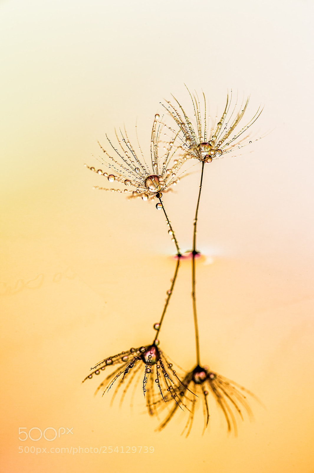 Nikon Df sample photo. Reflection photography