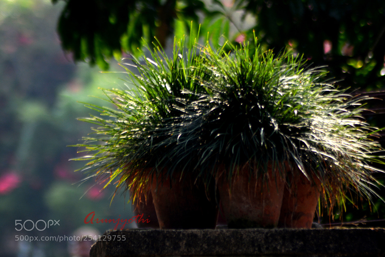 Nikon D5200 sample photo. Grass photography
