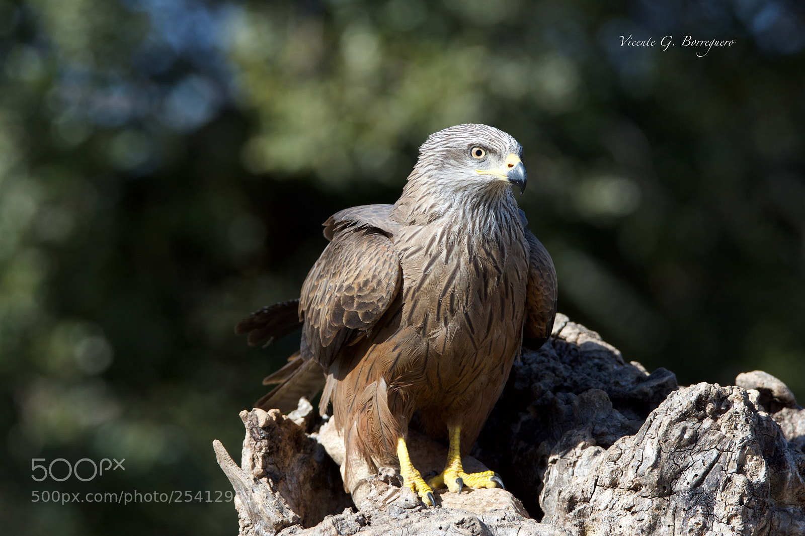 Nikon D7200 sample photo. Milvus migrans photography