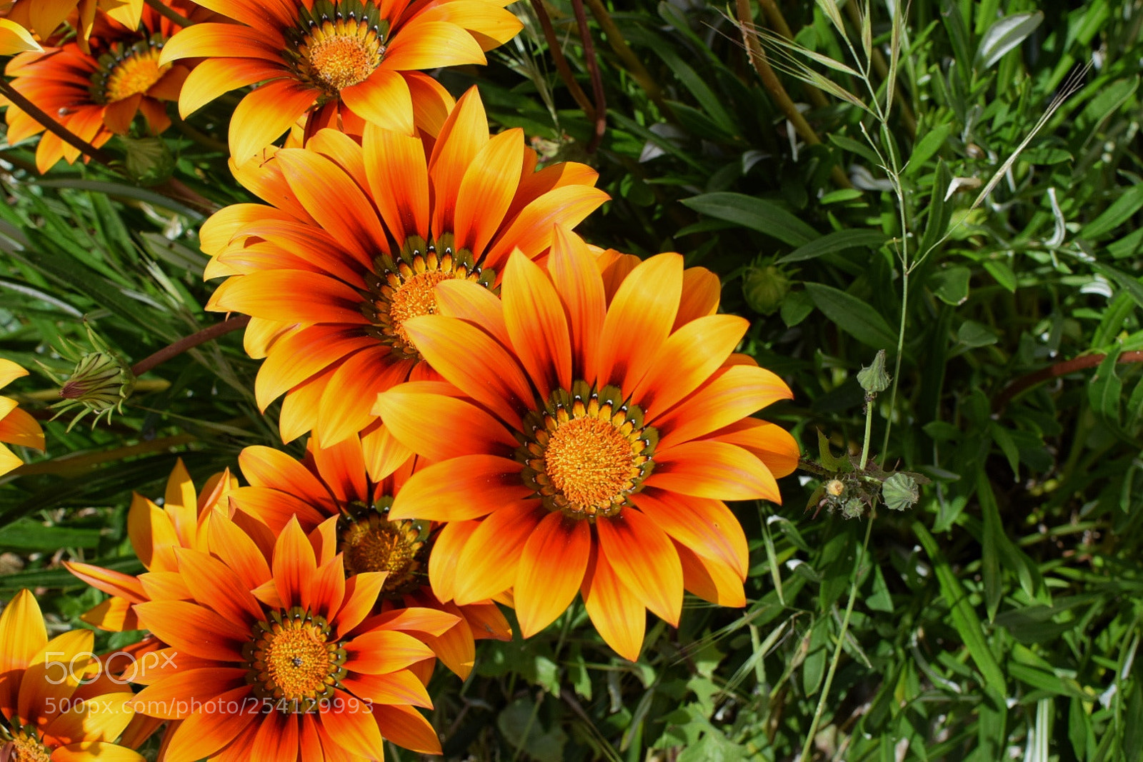 Nikon D5300 sample photo. Untitled photography