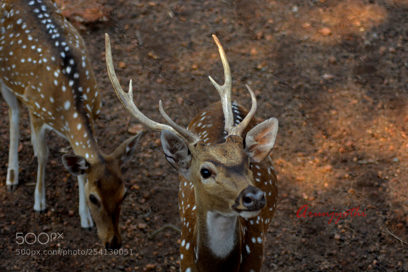 Nikon D5200 sample photo. Deer photography