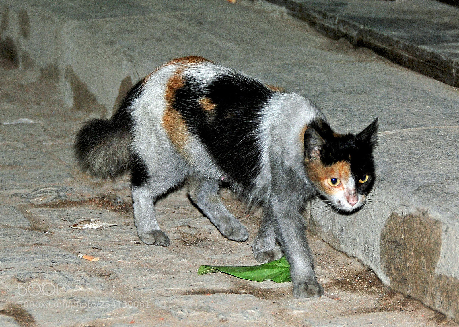 Nikon D80 sample photo. Cairo market cat. photography