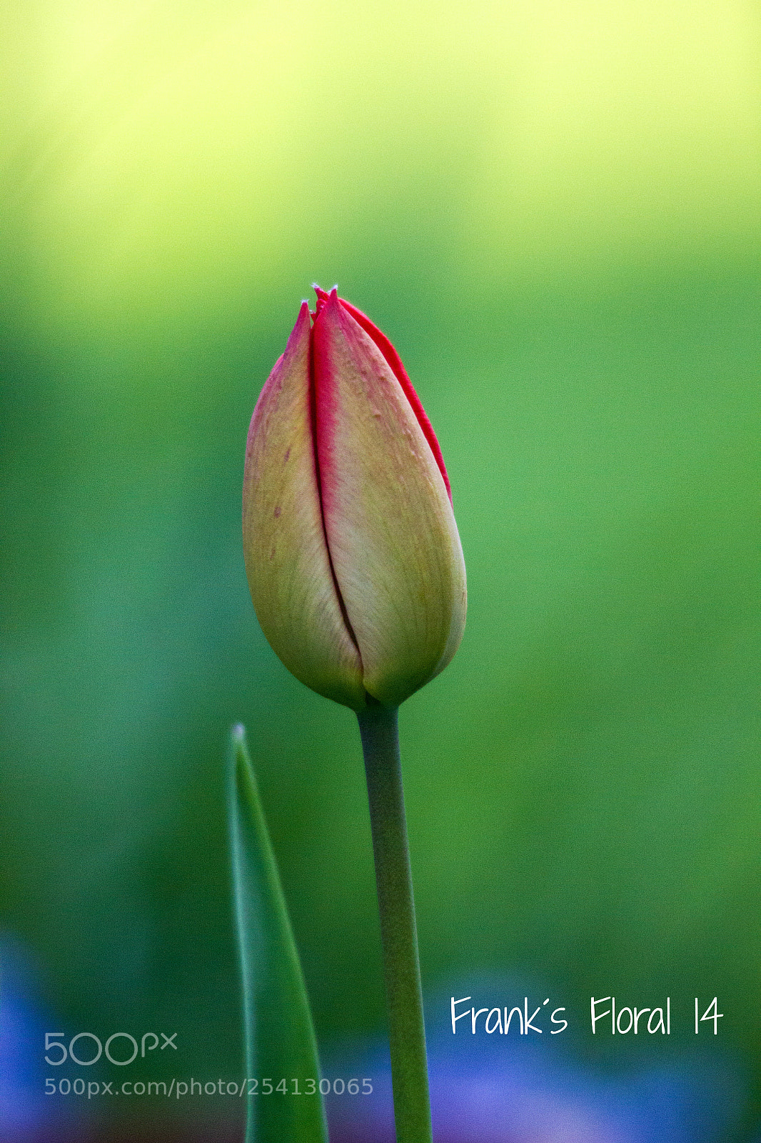 Canon EOS 550D (EOS Rebel T2i / EOS Kiss X4) sample photo. Sound of silence photography