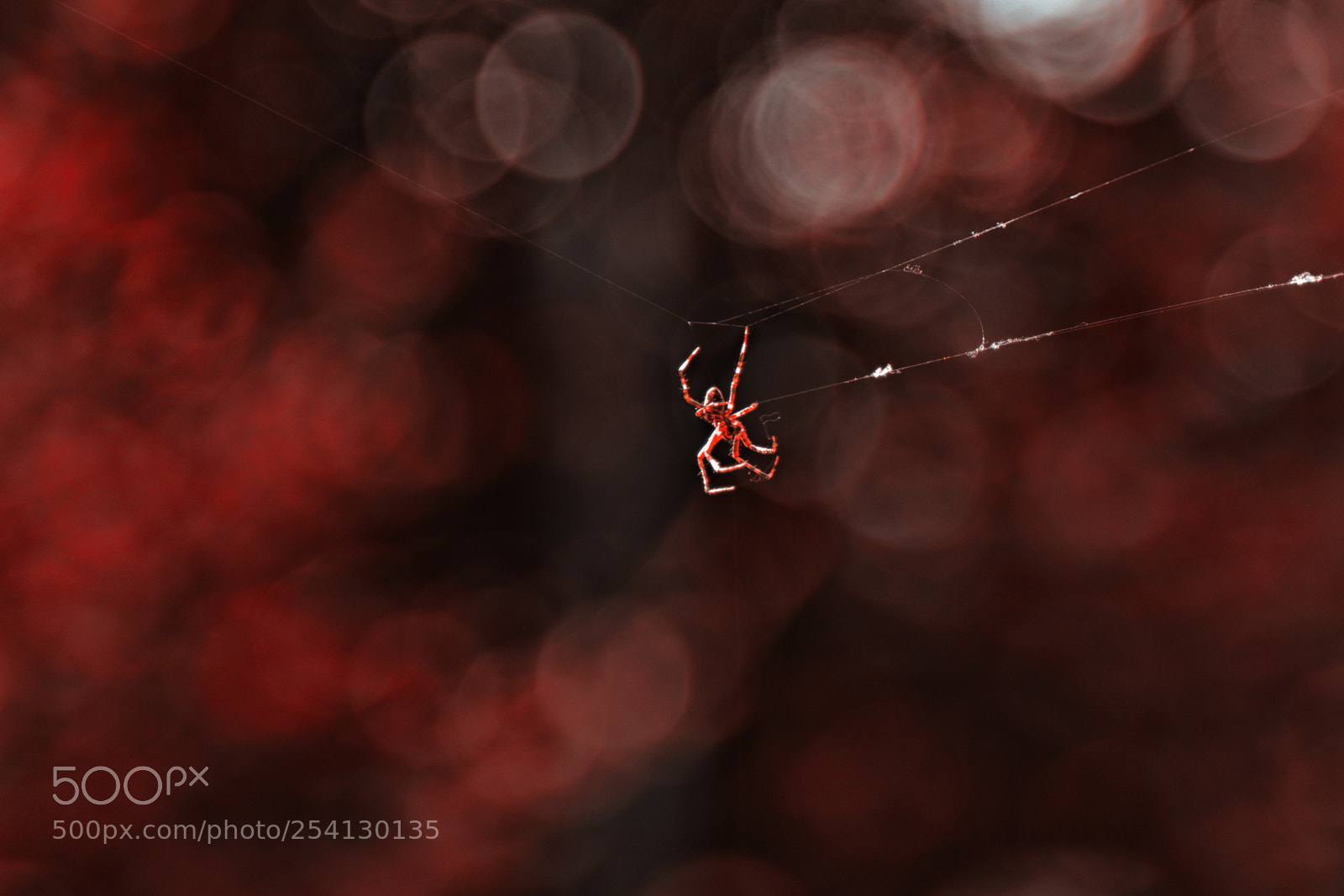Canon EOS 7D Mark II sample photo. Redbokeh photography