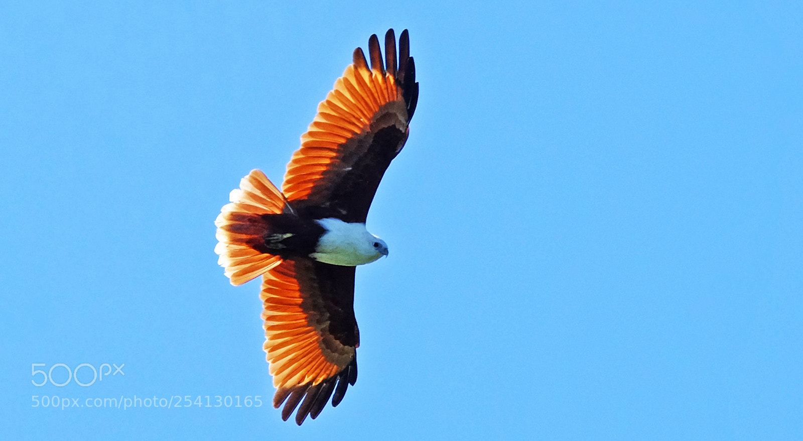 Fujifilm X-T1 sample photo. Red-backed sea eagle photography