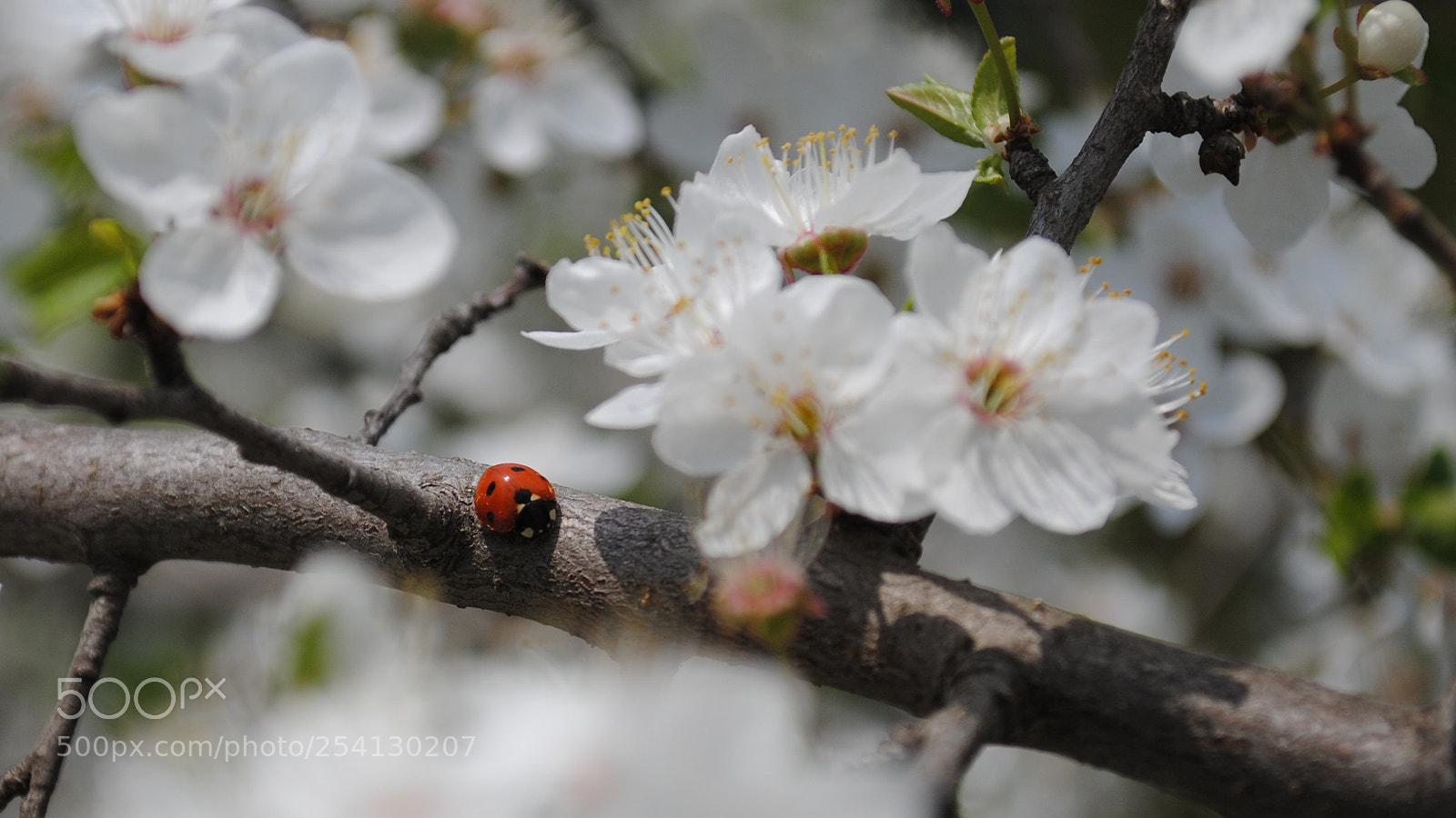 Nikon D3000 sample photo. Весна photography
