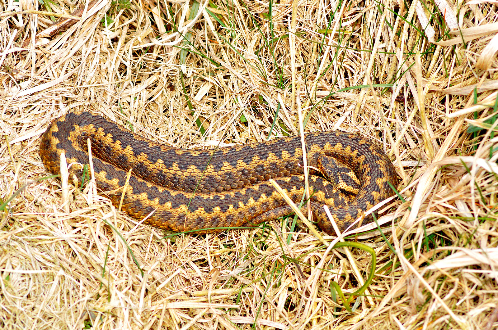 Nikon D5000 sample photo. Snake in the grass! photography