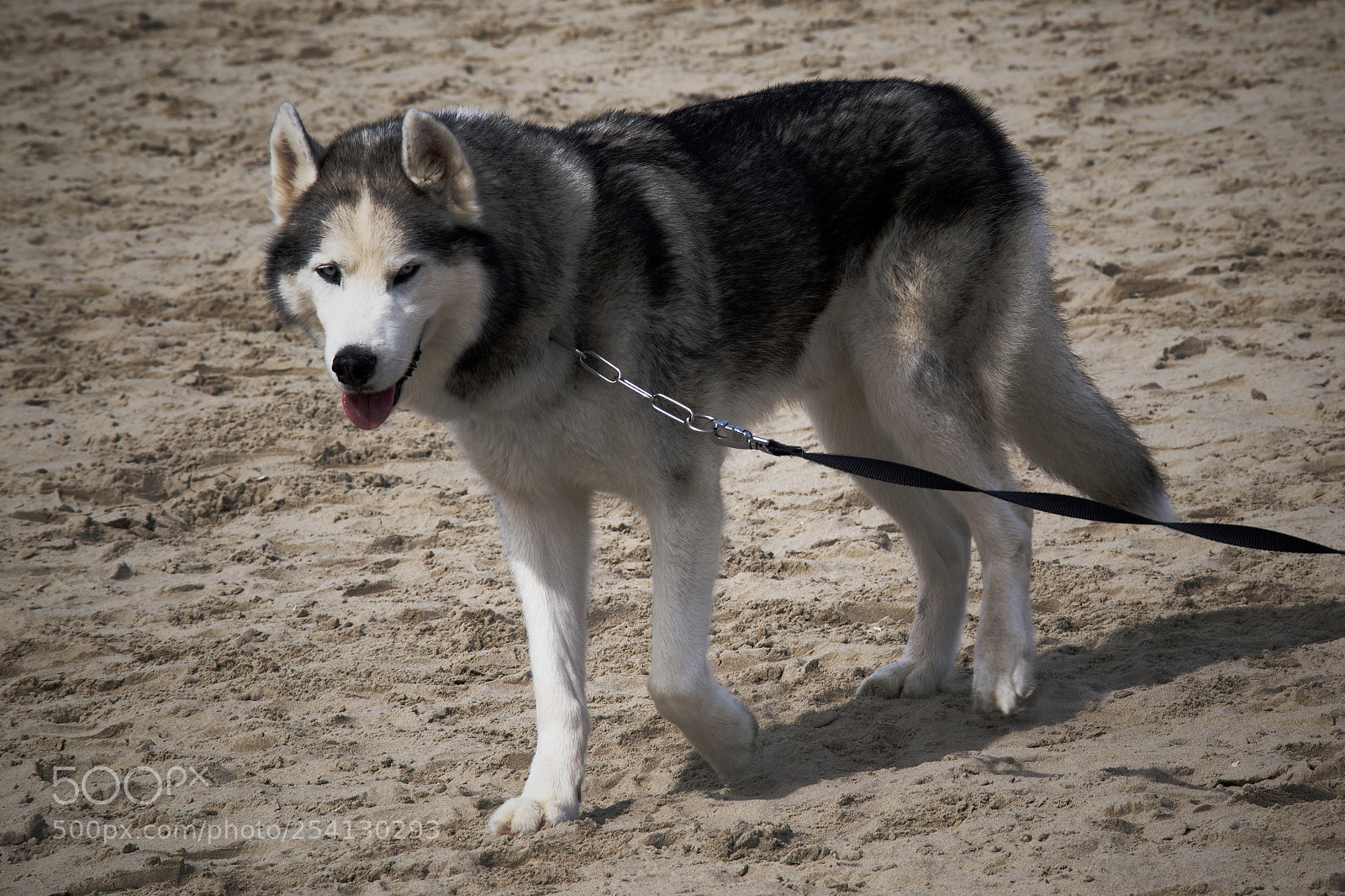 Nikon D3300 sample photo. Husky photography